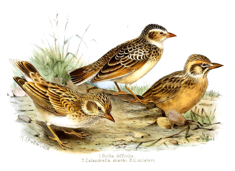 Juvenile S. fringillaris (top), adult S. starki (left)  and S. sclateri (right)