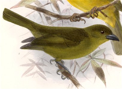 English: « Phoenicopterus carmioli » = Chlorothraupis carmioli (Olive Tanager)Français : « Phoenicopterus carmioli » = Chlorothraupis carmioli (Habia oli photo