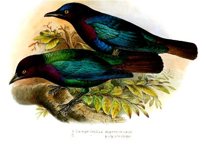 Lamprocolius cupreocaudus, L. purpureiceps