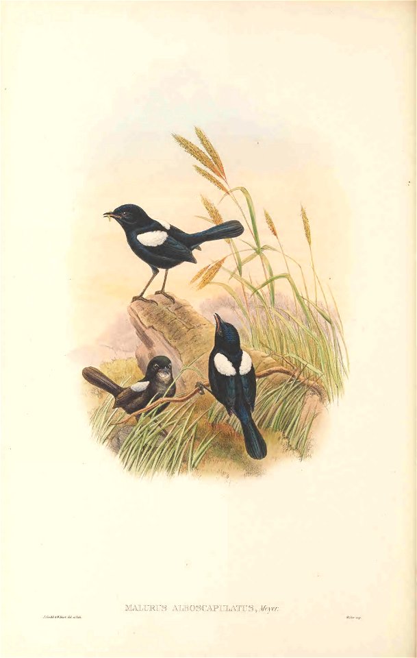 Malurus alboscapulatus - The birds of New Guinea and the adjacent Papuan islands : including many new species recently discovered in Australia. v.2 (Plate 25).