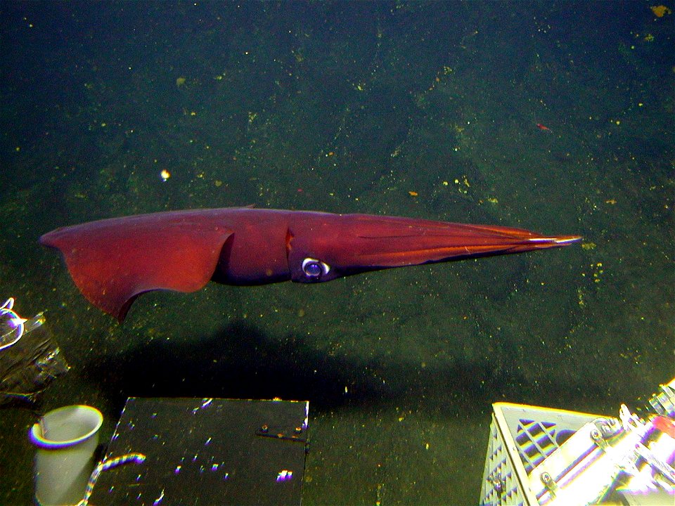 Gonatus fabricii swims by the PISCES V submersible during dive P5-625  New Zealand, Kermadec Arc