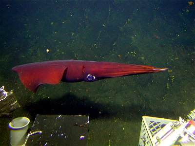 Gonatus fabricii swims by the PISCES V submersible during dive P5-625  New Zealand, Kermadec Arc