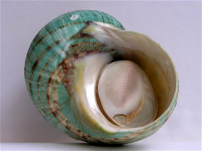 Turbo imperialis Gmelin, 1790 , a sea snail from the family Turbinidae;Madagascar