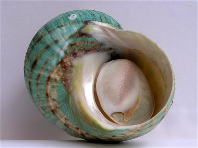 Turbo imperialis Gmelin, 1790 , a sea snail from the family Turbinidae;Madagascar photo