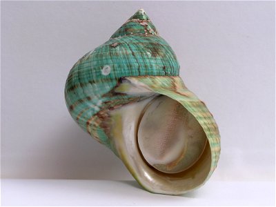 Turbo imperialis Gmelin, 1790 , a sea snail from the family Turbinidae;Madagascar photo