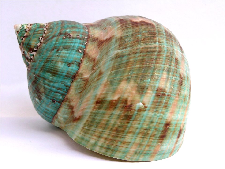 Turbo imperialis Gmelin, 1790 , a sea snail from the family Turbinidae;Madagascar