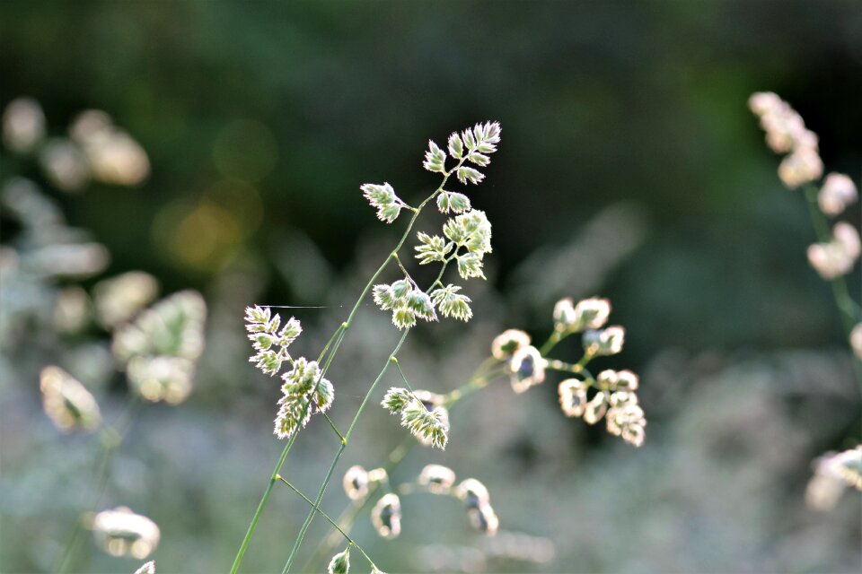 Nature grasses blade of grass