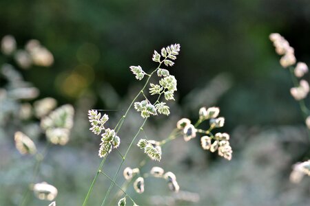 Nature grasses blade of grass photo