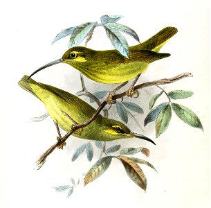 Arachnothera chrysogenys
