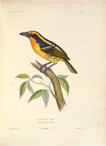 ICONOGRAFHIF; ORNTI'HOLOGigL'E 
PL. 20. 
-/- B uc c p un G tatii s . ( les son. ) 
BARBU À riANCS PONCTUÉS. 
AFrevost j.inx!eL h th. 
Lith.deBccqact 

0. dés Murs du