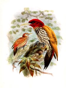 # (right) Chrysocolaptes erythrocephalus (Red-headed Flameback)
(left, reduced) Chrysocolaptes maculiceps (= C. lucidus; Buff-spotted Flameback)