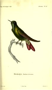 Metallura tyrianthina syn. Ornismya paulinaeMagasin de zoologie.