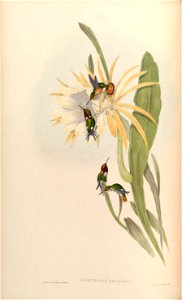 Calothorax heliodor = Chaetocercus heliodor [1]