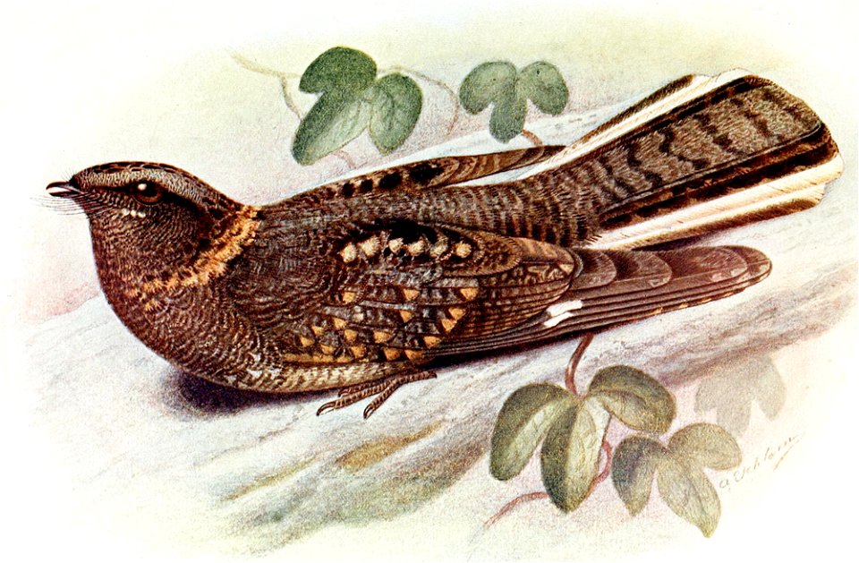 Caprimulgus poliocephalus poliocephalus