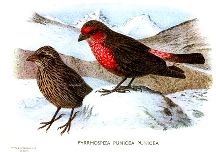Pyrrhura punicea=Carpodacus puniceus