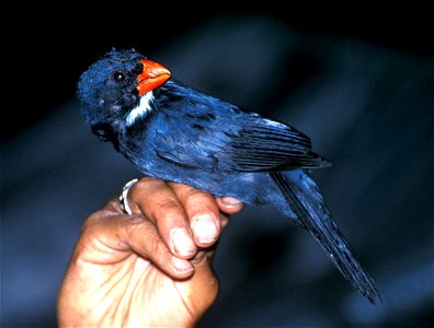 Slate-coloured Grosbeak (Saltator grossus) in Ecuador