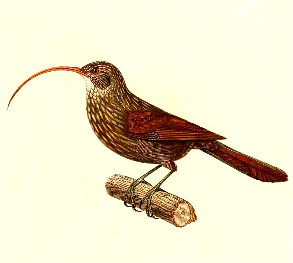 English:  « Dendrocolaptes procurvus » = Campylorhamphus trochilirostris (Red-billed Scythebill)Français :  « Dendrocolaptes procurvus » = Campylorhamphus 