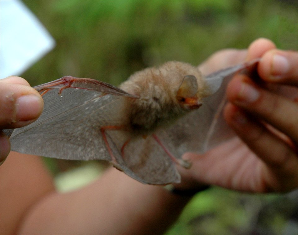 Kerivoula pellucida