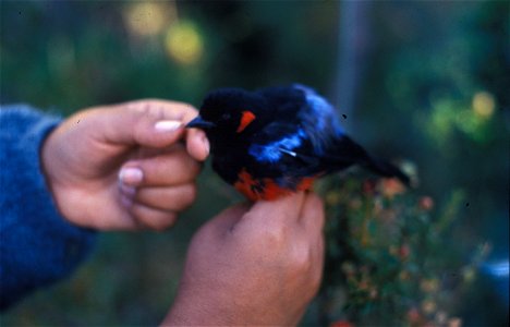 Scarlet-bellied Mountain-tanager (Anisognathus igniventris) from the NBII Image Gallery. Photographed in Ecuador.