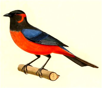 English:  « Tanagra igniventris » = Anisognathus igniventris (Scarlet-bellied Mountain Tanager)Français :  « Tanagra igniventris » = Anisognathus igniventr