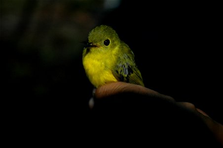 Culicicapa helianthea