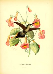 Phaethornis bourcieri