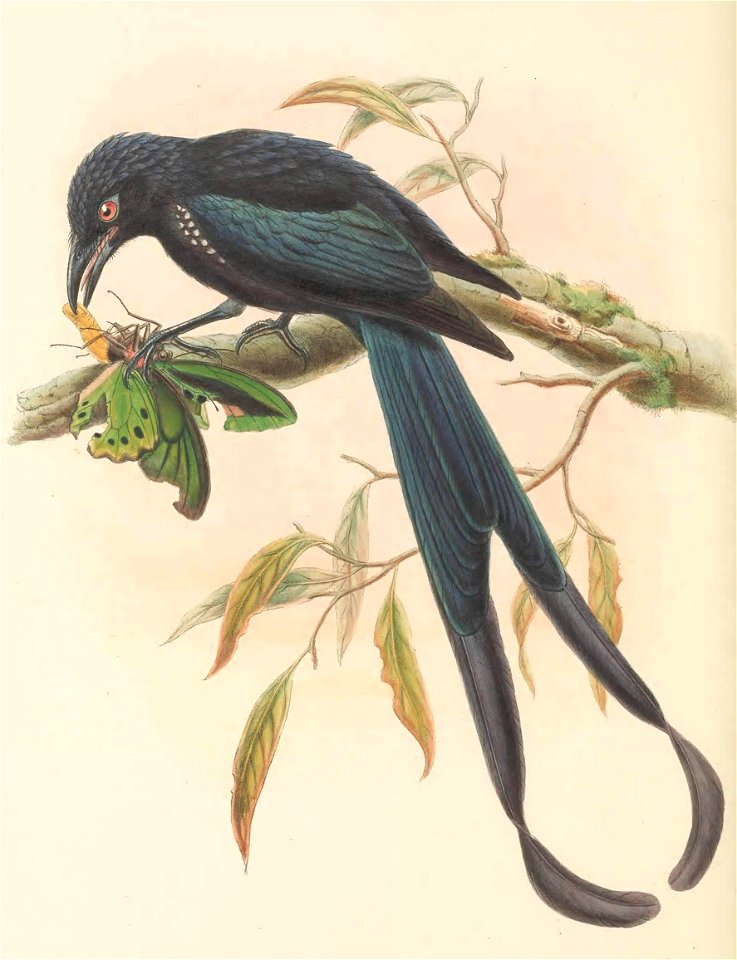 Dicranostreptus megarhynchus = Dicrurus megarhynchus - The birds of New Guinea and the adjacent Papuan islands : including many new species recently discovered in Australia. v.1 (Plate LI).