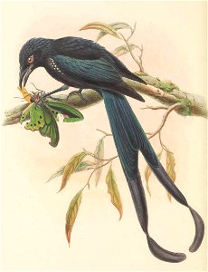 Dicranostreptus megarhynchus = Dicrurus megarhynchus - The birds of New Guinea and the adjacent Papuan islands : including many new species recently discovered in Australia. v.1 (Plate LI).