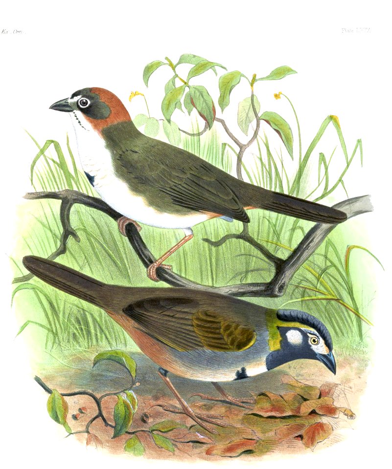 Pyrgisoma rubricatum = Melozone kieneri rubricata
Pyrgisoma leucote = Melozone leucotis