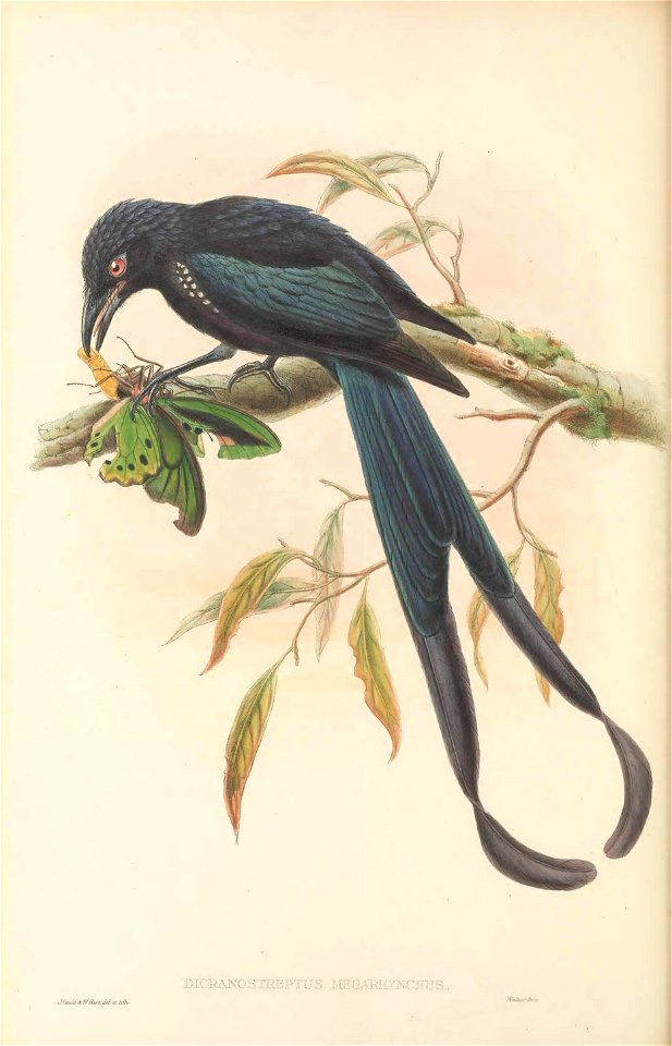 Dicranostreptus megarhynchus = Dicrurus megarhynchus - The birds of New Guinea and the adjacent Papuan islands : including many new species recently discovered in Australia. v.1 (Plate LI).