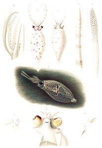 Galiteuthis glacialis paralarva. Only 13mm long. Collected by Carl Chun and described as Teuthowenia antarctica (1910)