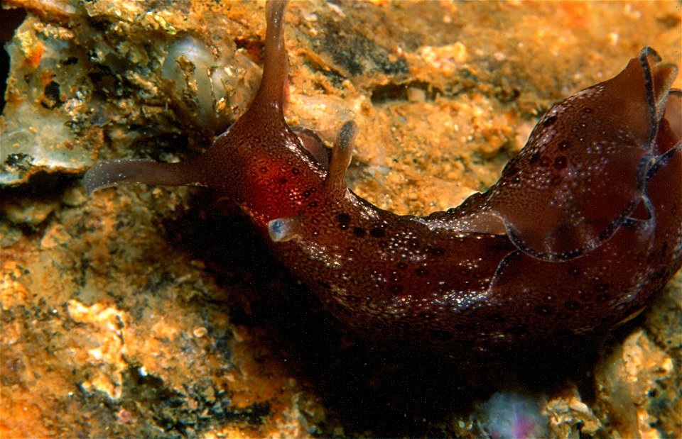 Aplysia parvula Guilding in Moerch, 1863 - Banyuls-sur-Mer : 04/1989