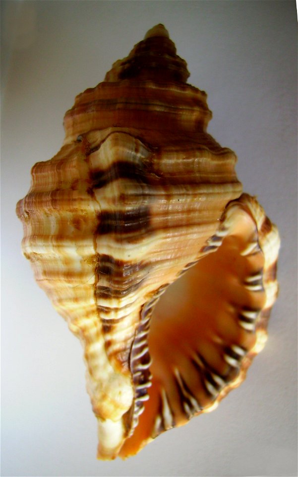 Monoplex parthenopeus (Salis Marschlins, 1793)  (synonym : Cymatium parthenopeum (Salis-Marschlins, 1793)) from New Zealand. (NOT: Cymatium parthenopeum Keen, 1958).