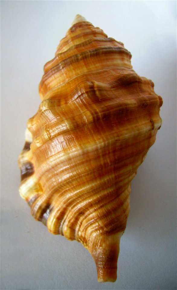Monoplex parthenopeus (Salis Marschlins, 1793)  (synonym : Cymatium parthenopeum (Salis-Marschlins, 1793)) from New Zealand. (NOT: Cymatium parthenopeum Keen, 1958).