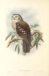 Uroglaux dimorpha