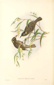 Ptilotis frenata (=Bolemoreus frenatus) in The birds of New Guinea and the adjacent Papuan islands, including many new species recently discovered in Australia. v.3 (Plate 49).