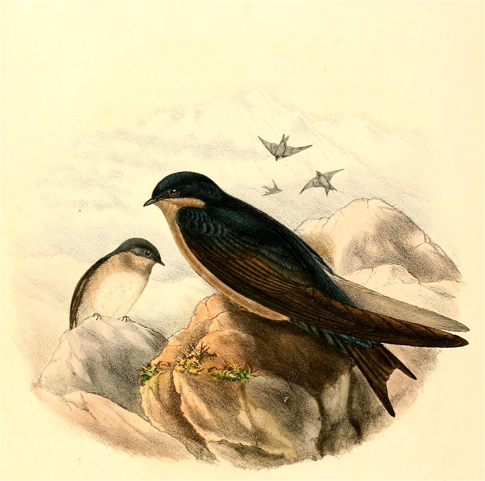 « Atticora cinerea » = Notiochelidon murina (Brown-bellied Swallow)