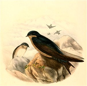 « Atticora cinerea » = Notiochelidon murina (Brown-bellied Swallow)