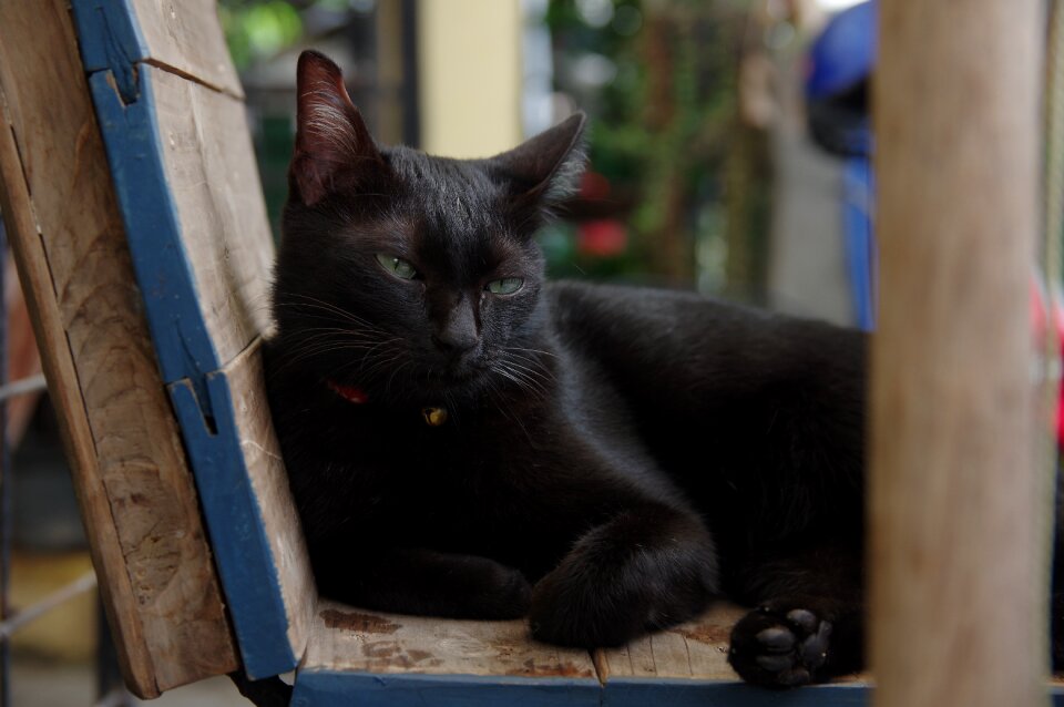 Nature world cat