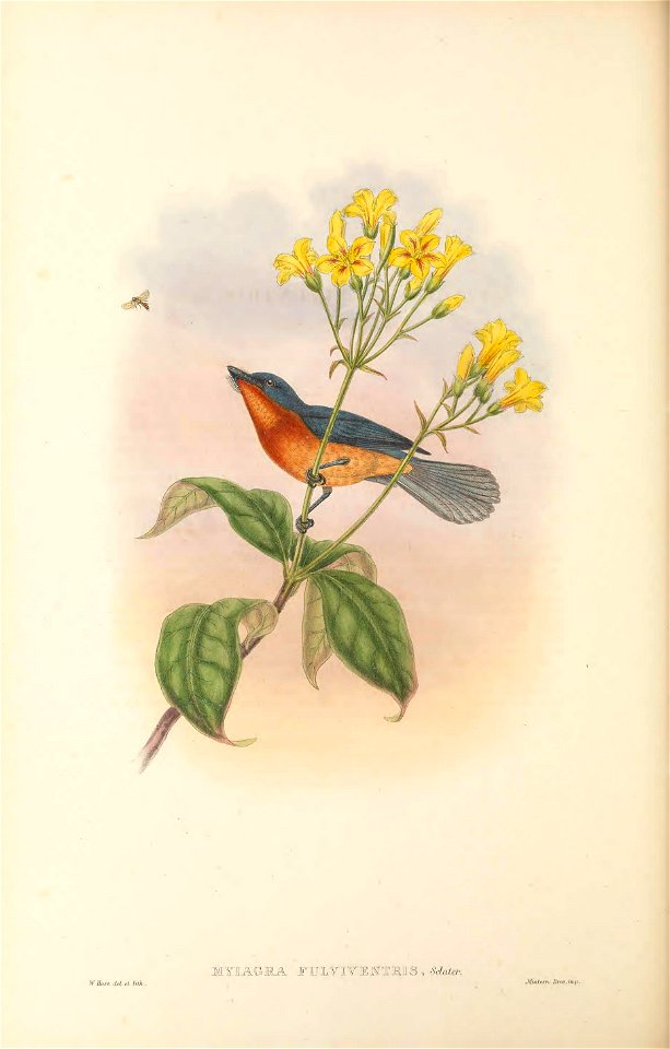 Myiagra fulviventris =Myiagra ruficollis fulviventris - The birds of New Guinea and the adjacent Papuan islands : including many new species recently discovered in Australia. v.2 (Plate 34).