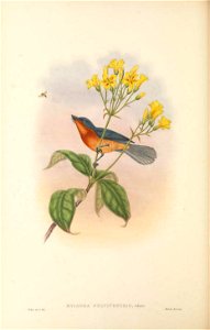 Myiagra fulviventris =Myiagra ruficollis fulviventris - The birds of New Guinea and the adjacent Papuan islands : including many new species recently discovered in Australia. v.2 (Plate 34).