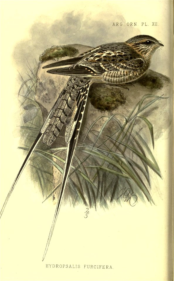 ARC. ORN. PL. XII 

HYDROPSALIS FURCIFERA.