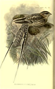 ARC. ORN. PL. XII 

HYDROPSALIS FURCIFERA.