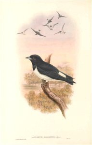 Artamus maximus in The birds of New Guinea and the adjacent Papuan islands, including many new species recently discovered in Australia. v.4. (Plate 19)