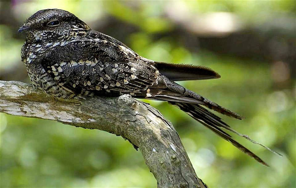 A Scissor-tailed Nightjar (Hydropsalis torquata, ) in Uruguay. NOTE: Initially mistakenly identified as Caprimulgus parvulus.