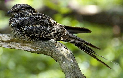 A Scissor-tailed Nightjar (Hydropsalis torquata, ) in Uruguay. NOTE: Initially mistakenly identified as Caprimulgus parvulus.