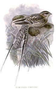 Hydropsalis torquata furcifera