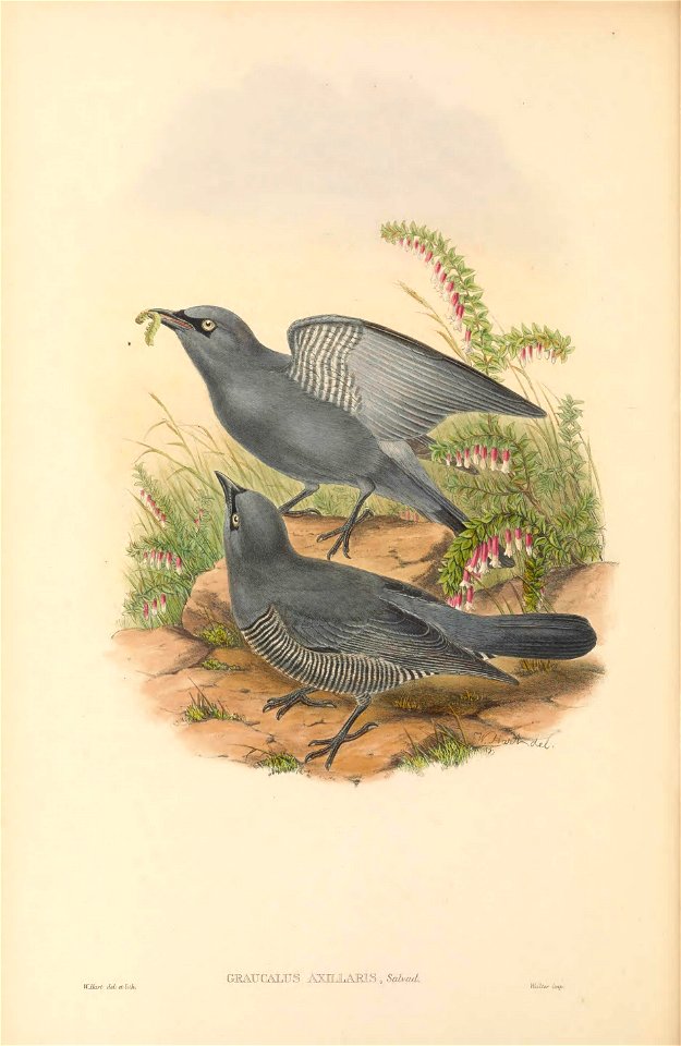 Graucalus axillaris = Coracina lineata axillaris - The birds of New Guinea and the adjacent Papuan islands : including many new species recently discovered in Australia. v.2 (Plate 5).