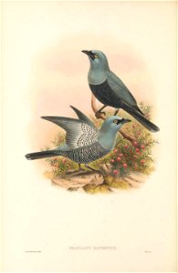 Graucalus maforensis = Coracina lineata maforensis - The birds of New Guinea and the adjacent Papuan islands : including many new species recently discovered in Australia. v.2 (Plate 6).