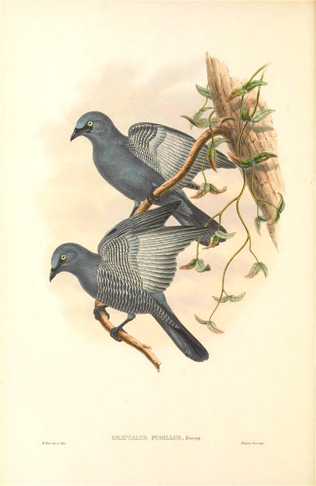 Graucalus pusillus = Coracina lineata - The birds of New Guinea and the adjacent Papuan islands : including many new species recently discovered in Australia. v.2 (Plate 4).